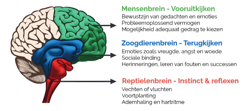 De drie hersenenlagen van Paul MacLean: neocortex, limbisch systeem en reptielenbrein